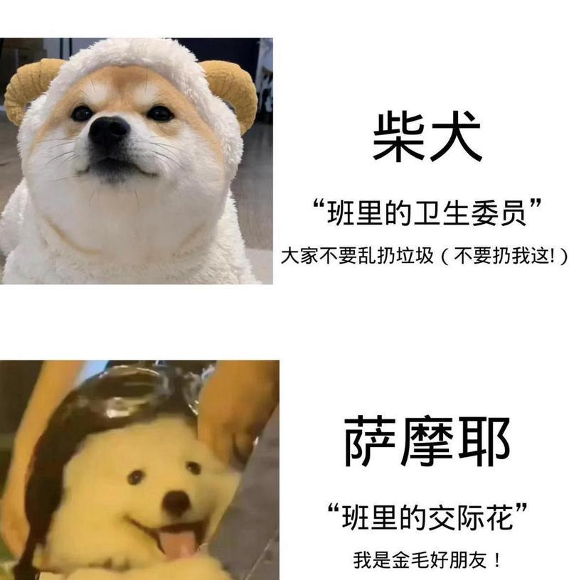 花万元送狗上学，送狗上学得多少钱