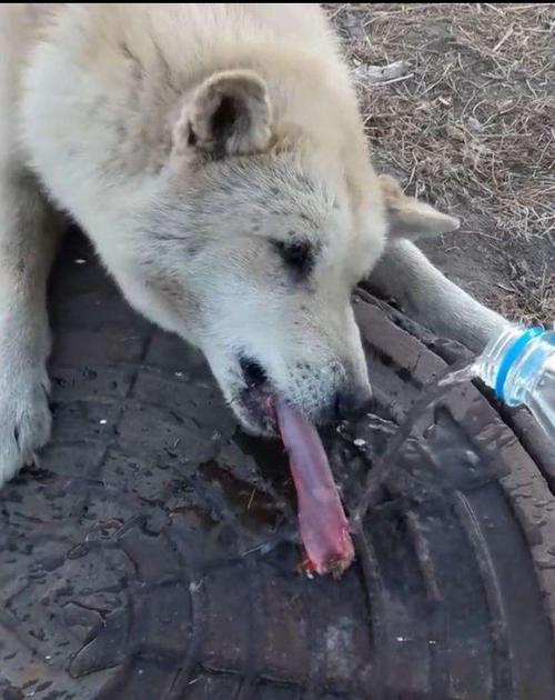 东北舔冰舌头流血，东北舔冰的笑话