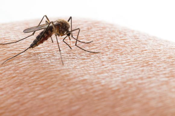 人血已成蚊子首选食物，蚊子血和人血的区别