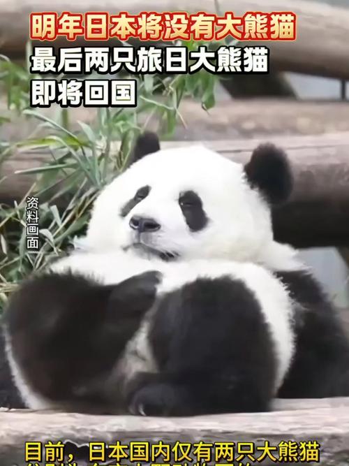 旅日大熊猫后天回国，旅日20年熊猫将回国 视频