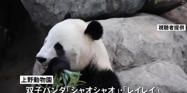 日进入无大熊猫时代，在日大熊猫