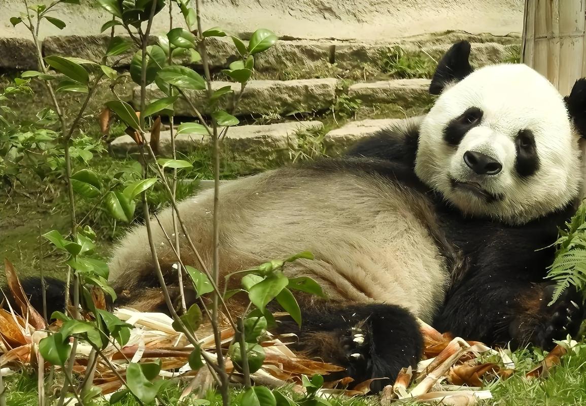 旅日熊猫启程回国，旅日熊猫启程回国视频播放