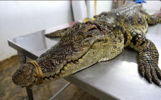 超市现剁整条鳄鱼，超市 鳄鱼