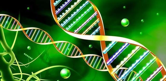 基因对寿命影响超5成，基因对寿命的影响