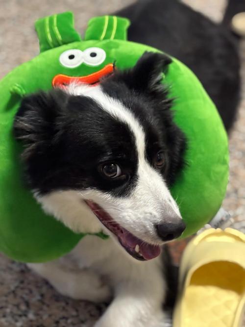 狗在高铁车厢小便,狗在高铁车厢小便怎么办